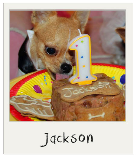 Jackson avec notre Coffret Anniversaire pour chiens !